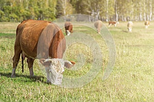Grazing cow in mountain ranch