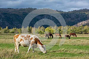 Grazing cow in mountain ranch