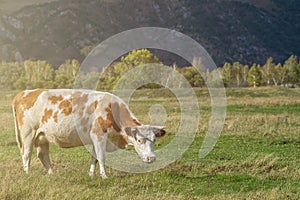 Grazing cow in mountain ranch