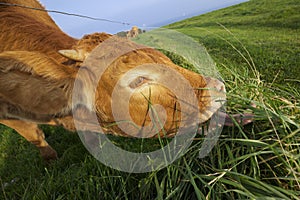 Grazing cow in Normandy