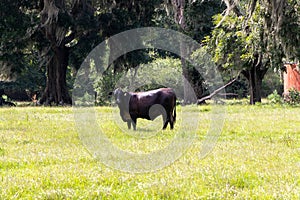 Grazing Cow In North Florida