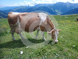 Grazing cow on a pasture in the Alps