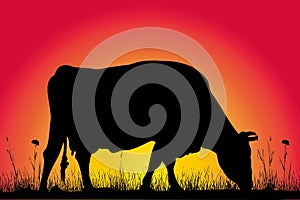 Grazing cow silhouette