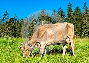 Grazing cow in the Swiss Alps