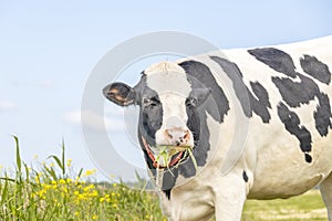 Grazing cow, tongue tearing blades of grass, eating, black and white, in a green pasture