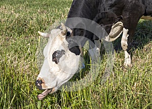 Grazing cow, tongue tearing blades of grass, horned black and white