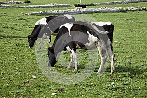 Grazing cows