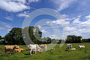 Grazing cows