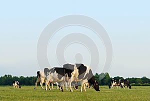 Grazing cows photo