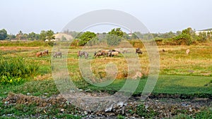 Grazing cows