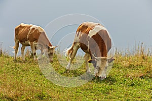 Grazing cows