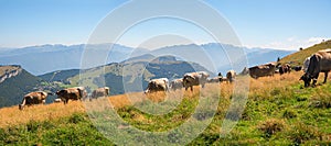 grazing cows at alpine meadow Monte Baldo mountain, north italy