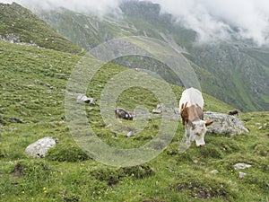 Grazing cows at alpine meadow, pasture in Stubaital Valley. Summer. Tirol Alps, Austria