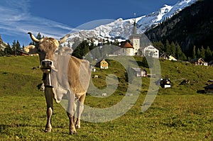 Grazing cows on an alpine pasture