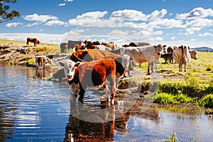 Grazing Cows in the Australian Outback