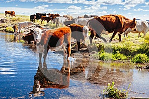 Grazing Cows in the Australian Outback