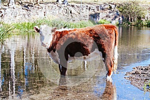 Grazing Cows in the Australian Outback