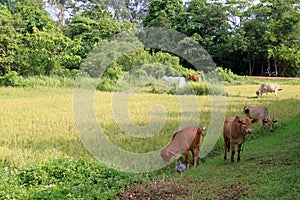 Grazing cows in the countryside, Cambodia