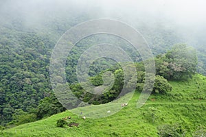 Grazing cows dot the bucolic hillsides of Puntarenas Province in Costa Rica.