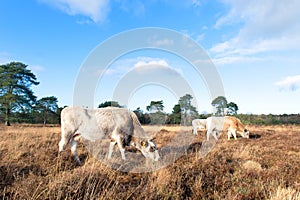 Nature in Dutch Leersummer veld