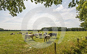 Grazing cows in a Dutch meadow