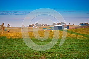Grazing Cows in Field