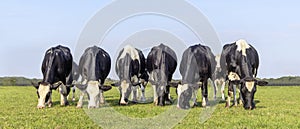 Grazing cows in field side by side, together happy black and white, blue sky