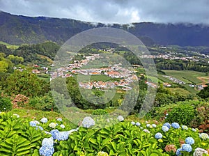 Grazing cows in a grass field. A group of cows graze in a meadow or plain against the seascape of Madeira Island while looking at