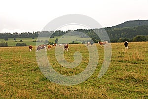 Grazing cows photo