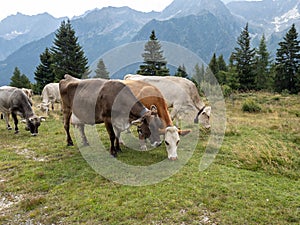 grazing cows