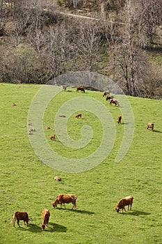 Grazing cows in a green meadow. Animal healthy food. Farmland