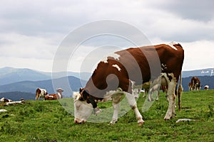 Grazing cows herd