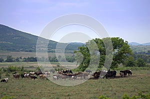 Grazing cows herd