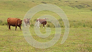 Grazing cows in the island of Chiloe, Chile