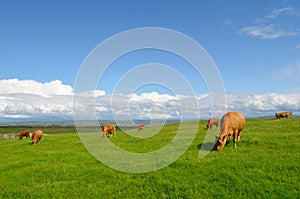 Pastos vacas en prado 