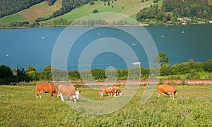 Grazing cows on a meadow above lake schliersee, beside the railway tracks