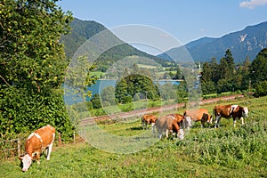 Grazing cows on a meadow idyllic landscape above lake schliersee, beside the railway tracks