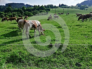 Grazing cows in the middle of a meadow