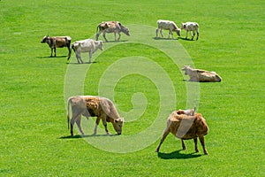 Grazing cows on a mountain green pasture
