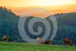 Grazing cows in the mountain landscape at sunrise. Vrsatec, Slovakia