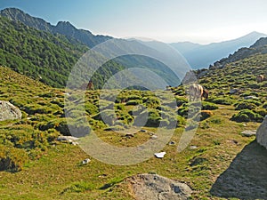 Grazing cows on a mountain meadow in a golden houre