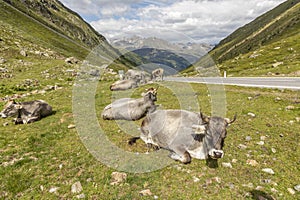 Grazing Cows in The Mountains, Passo Rombo - Timmelsjoch, Italian-Austrian Border
