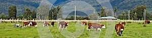 Grazing cows - New Zealand