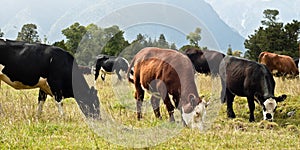 Grazing cows - New Zealand