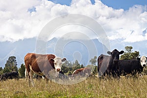 Grazing cows - New Zealand