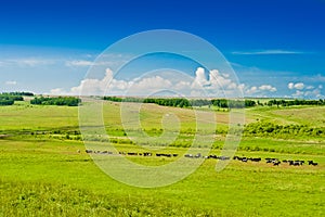 Grazing cows on pasture