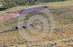 Grazing cows on a plain in the mountains