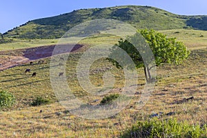 Grazing cows on a plain in the mountains