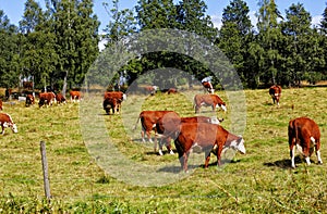 Grazing cows in rural landscape