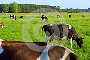 Grazing cows on spring field